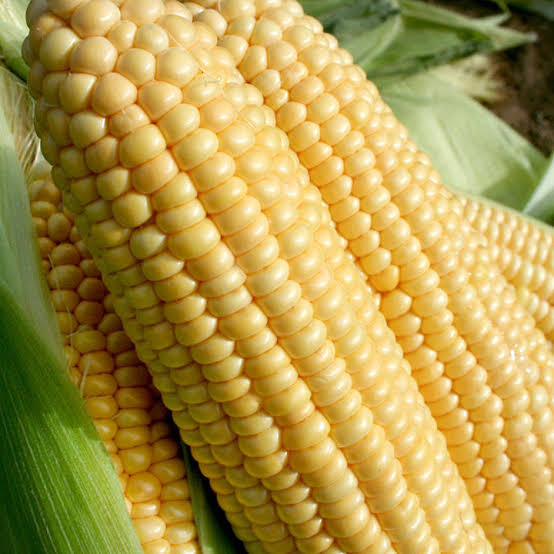 Product image - 
Are you searching for where to acquire #fresh #sweetcorn,but you don't know where to get it?_You have arrived your final destination...Any Quantity you want is available, in hundreds and thousands of Kilogrammes (tons). Don't hesitate to contact us @ #CastorAfrica.
